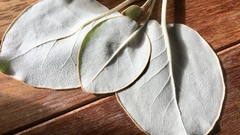 Brachyglottis rotundifolia