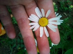 Tripleurospermum inodorum