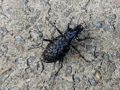 Carabus variolosus