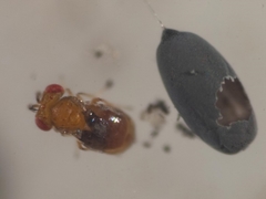 Trichogramma funiculatum