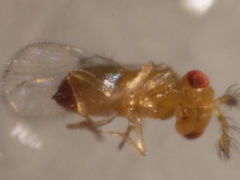 Trichogramma funiculatum