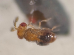 Trichogramma funiculatum