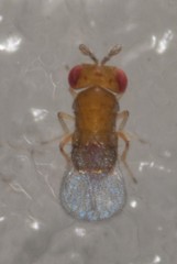 Trichogramma funiculatum