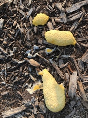 Fuligo septica