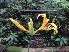 Lycoris aurea