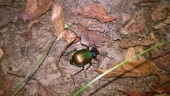 Calosoma sycophanta