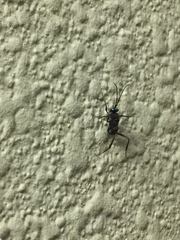 Evania appendigaster