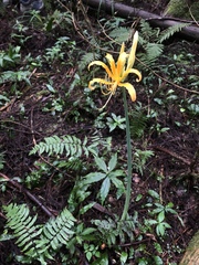 Lycoris aurea