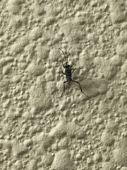 Evania appendigaster