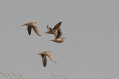 Pterocles senegallus