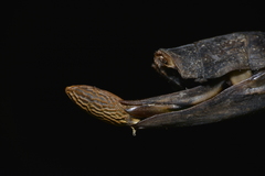 Diesbachia hellotis