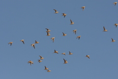 Pterocles senegallus