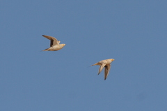 Pterocles senegallus
