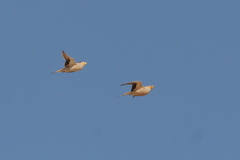 Pterocles senegallus