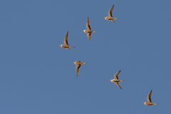 Pterocles senegallus