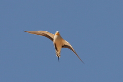 Pterocles senegallus