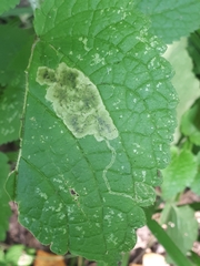 Amauromyza labiatarum