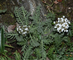 Achillea nana
