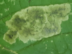Amauromyza labiatarum