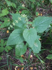 Amauromyza labiatarum