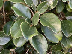 Brachyglottis rotundifolia