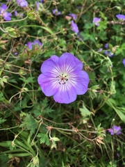 Geranium wallichianum