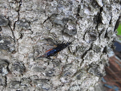 Urocerus cressoni