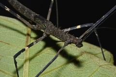 Diesbachia hellotis