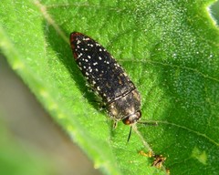 Acmaeodera haemorrhoa