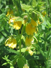 Rhynchocorys orientalis