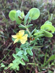 Hypericum crux-andreae
