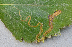 Stigmella lapponica