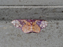 Metallaxis semipurpurascens