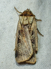 Pseudohermonassa flavotincta