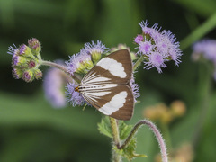 Nyctemera tripunctaria