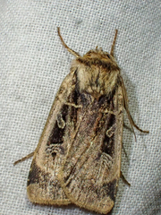 Pseudohermonassa flavotincta