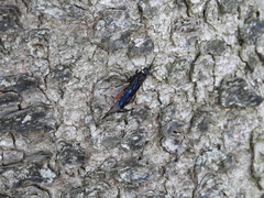 Urocerus cressoni
