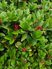 Skimmia