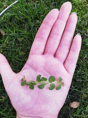 Lysimachia nummularia