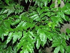 Pararchidendron pruinosum