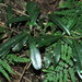 Cryptocarya obovata - Photo (c) Victor W Fazio III, μερικά δικαιώματα διατηρούνται (CC BY-NC), uploaded by Victor W Fazio III