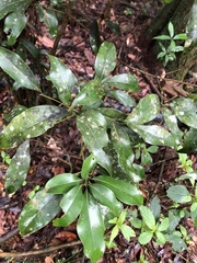Beilschmiedia erythrophloia