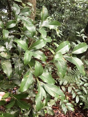 Beilschmiedia erythrophloia