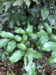 Beilschmiedia erythrophloia