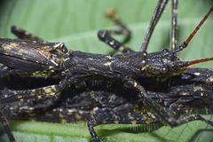 Dinophasma ruficorne