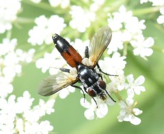 Leucostomatini