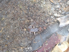 Pseudophryne bibronii