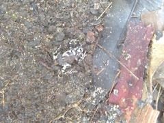 Pseudophryne bibronii