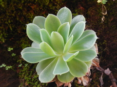 Echeveria microcalyx