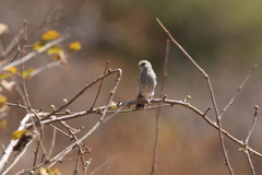 Crithagra menachensis